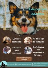 Cercano Educacion Canina Cercano Educacion Canina